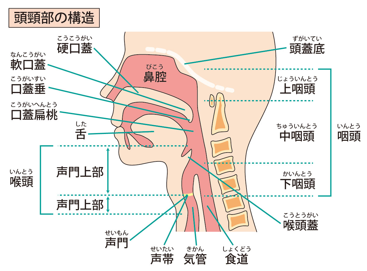 頭頸部腫瘍と頭頸部外科って何 - とがし医院 耳鼻咽喉科・頭頸部外科